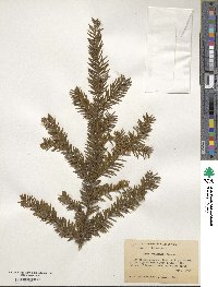 Taxus canadensis image