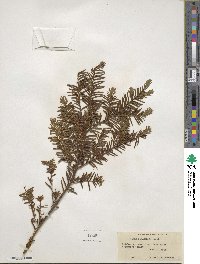 Taxus canadensis image