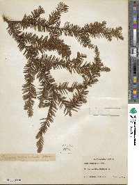 Taxus canadensis image