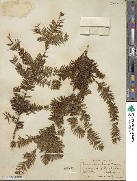 Taxus canadensis image