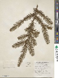 Taxus canadensis image