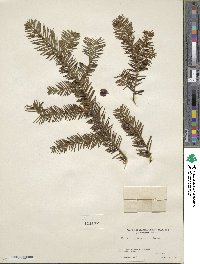 Taxus canadensis image