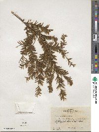 Taxus canadensis image