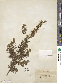 Taxus canadensis image