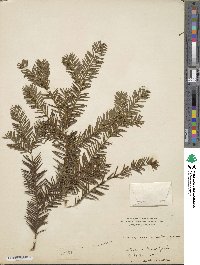 Taxus canadensis image