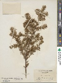 Taxus canadensis image