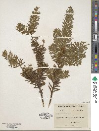 Taxus canadensis image