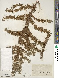 Taxus canadensis image