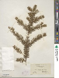 Taxus canadensis image