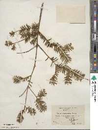 Taxus canadensis image