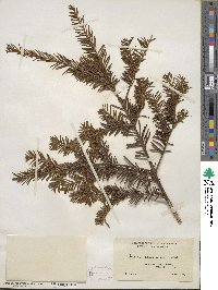 Taxus canadensis image