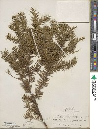 Taxus canadensis image