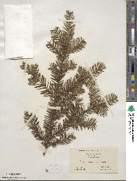 Taxus canadensis image