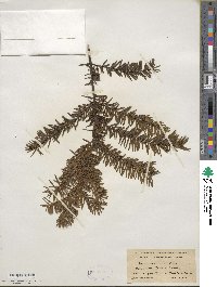 Taxus canadensis image