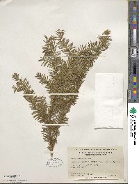 Taxus canadensis image