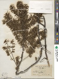 Taxus canadensis image