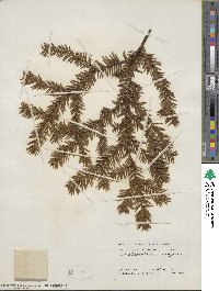 Taxus canadensis image