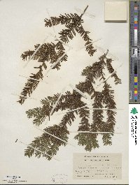 Taxus canadensis image