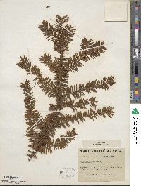 Taxus canadensis image