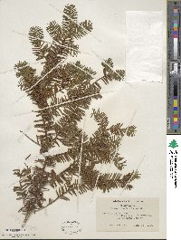 Taxus canadensis image