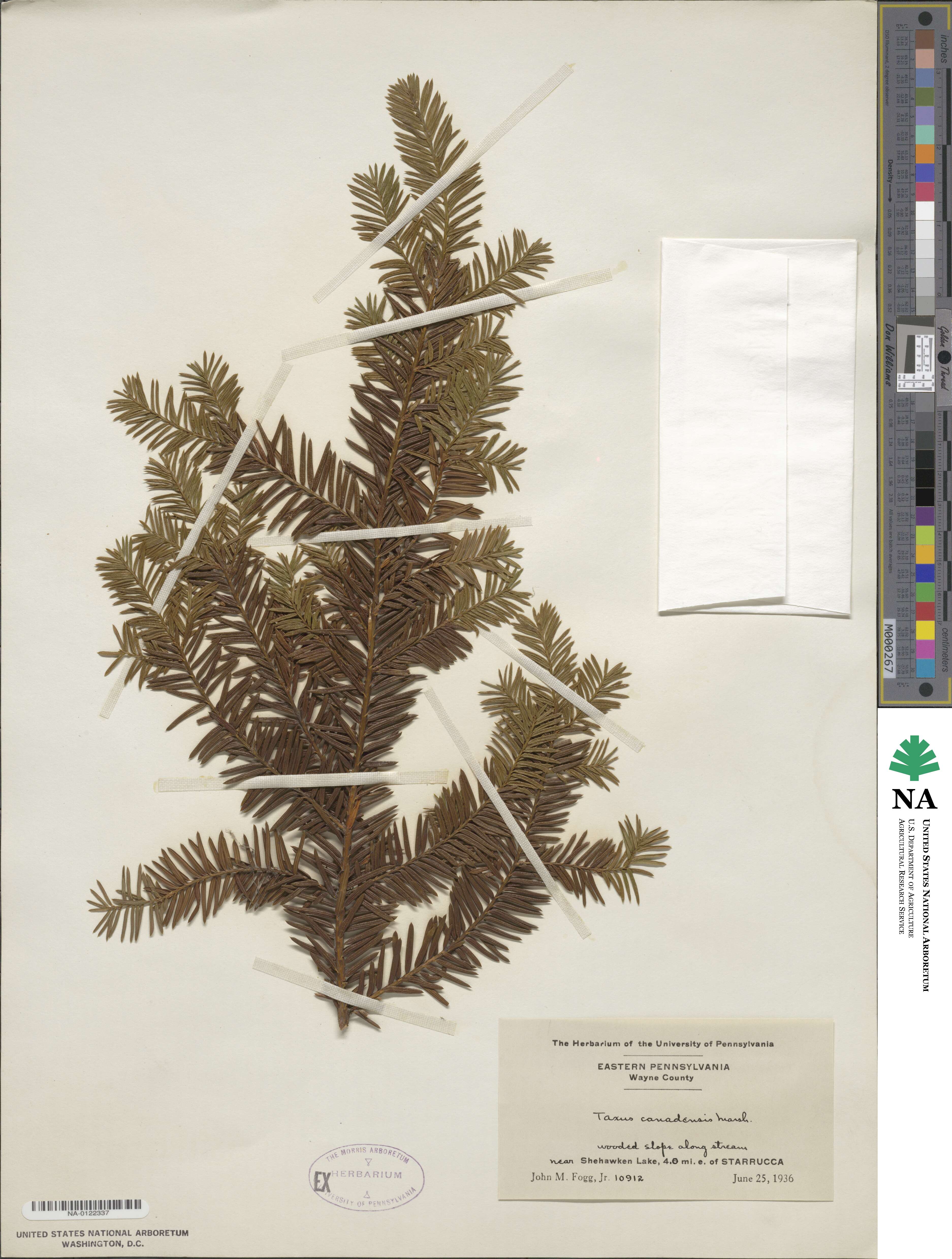 Taxus canadensis image