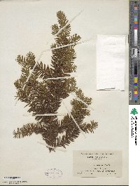 Taxus canadensis image