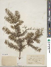 Taxus canadensis image