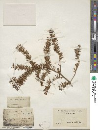 Taxus canadensis image