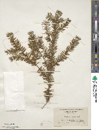 Taxus canadensis image