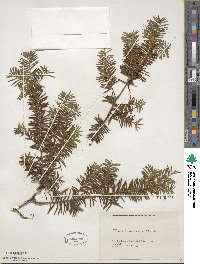 Taxus canadensis image