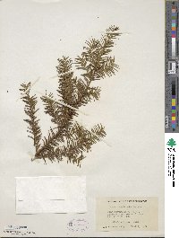 Taxus canadensis image