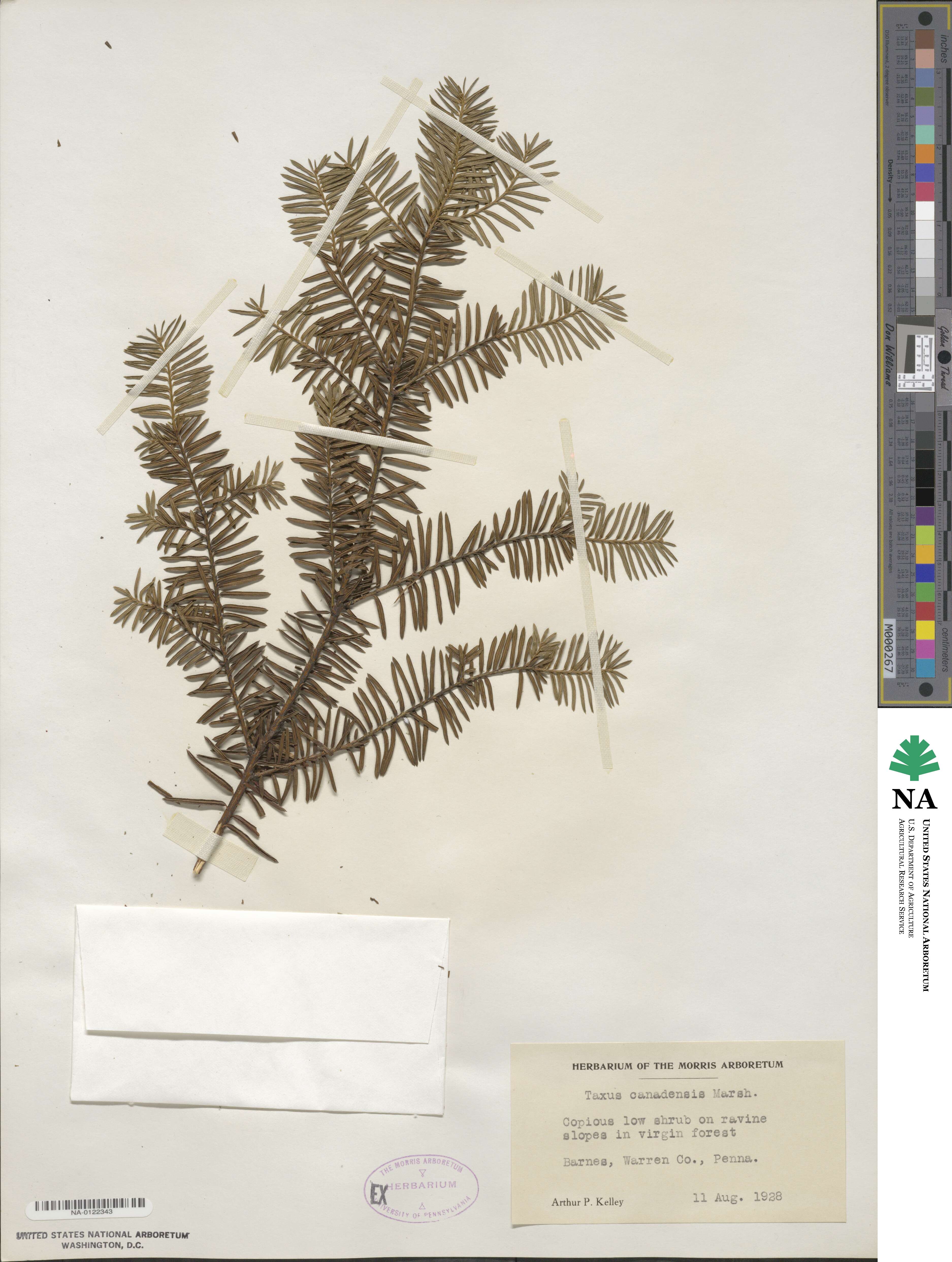 Taxus canadensis image