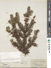 Taxus canadensis image