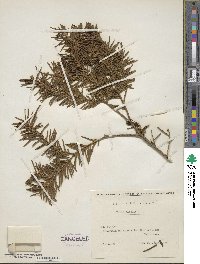 Taxus baccata image