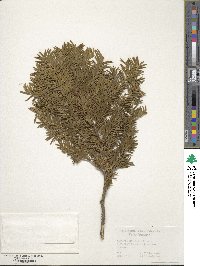 Taxus baccata image