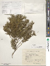 Taxus baccata image