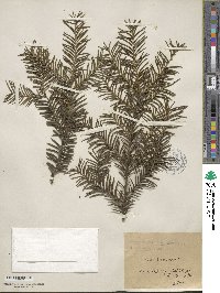 Taxus baccata image