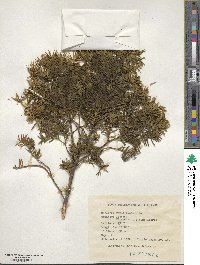 Taxus baccata image