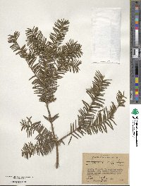 Taxus baccata image