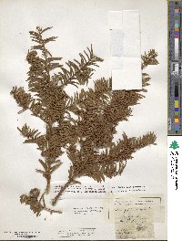 Taxus baccata image