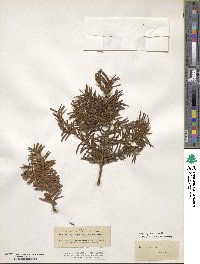 Taxus baccata image