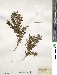 Taxus baccata image