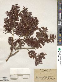 Image of Taxus chinensis