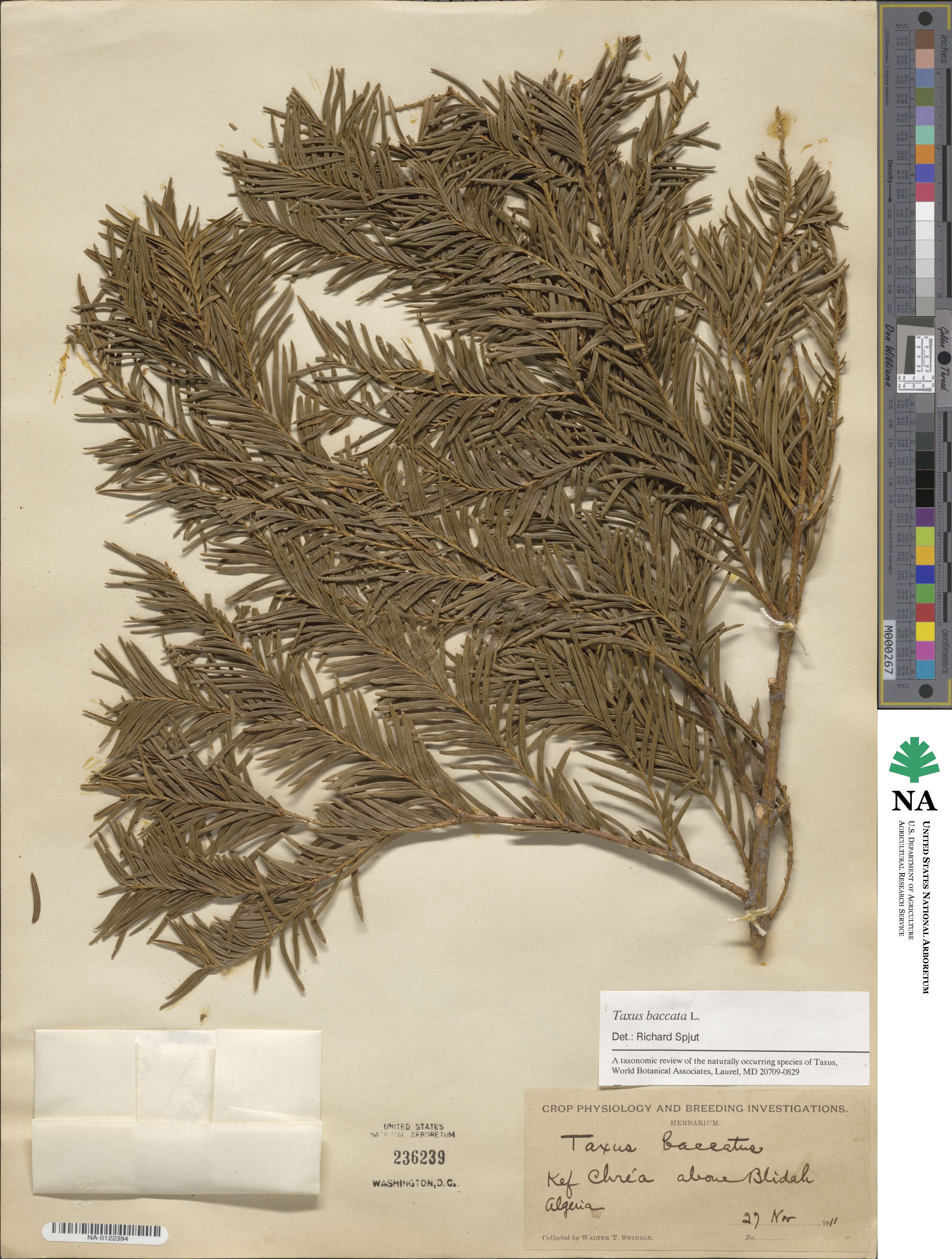 Taxus baccata image