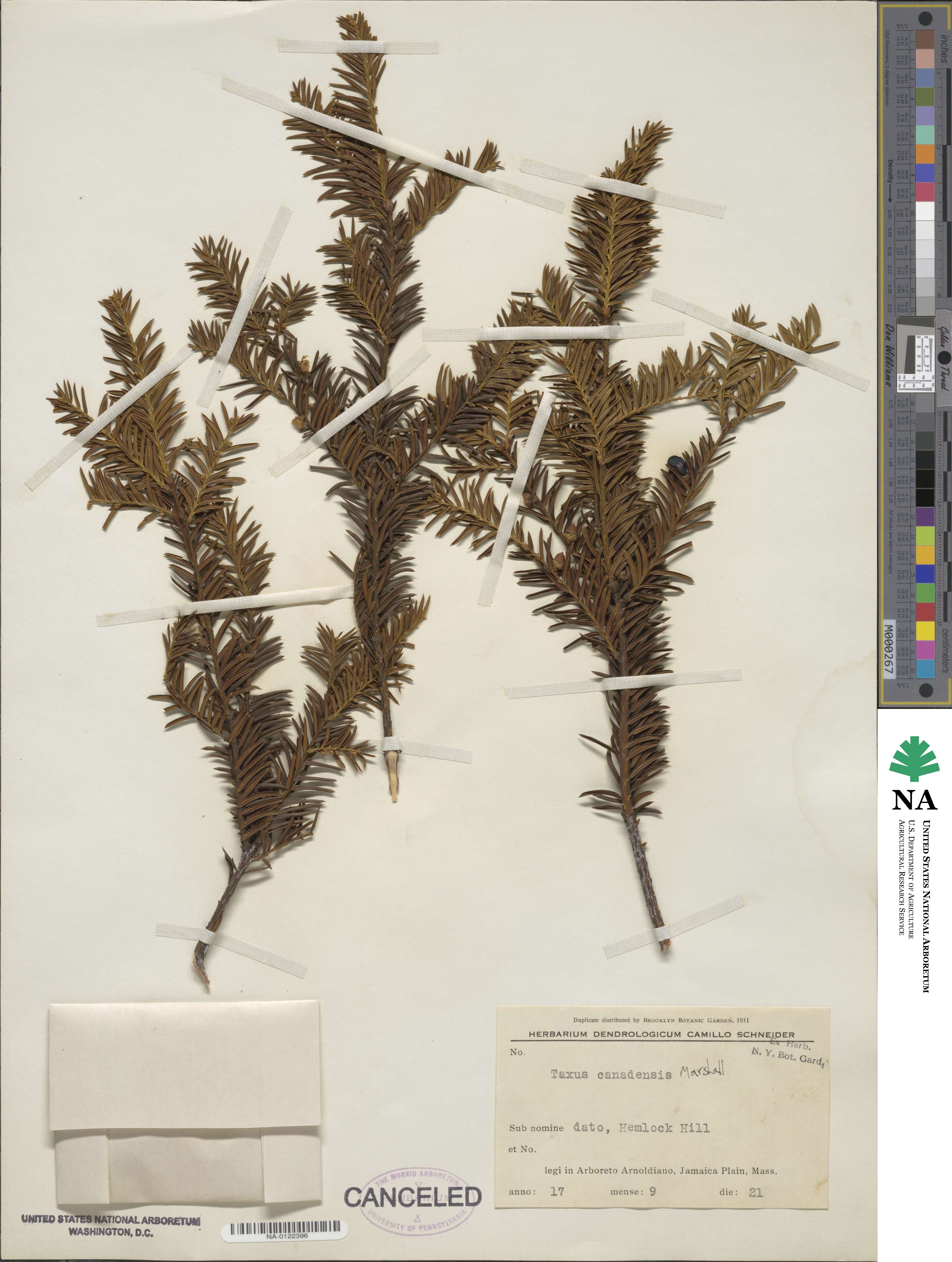 Taxus canadensis image