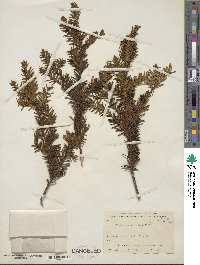 Taxus canadensis image