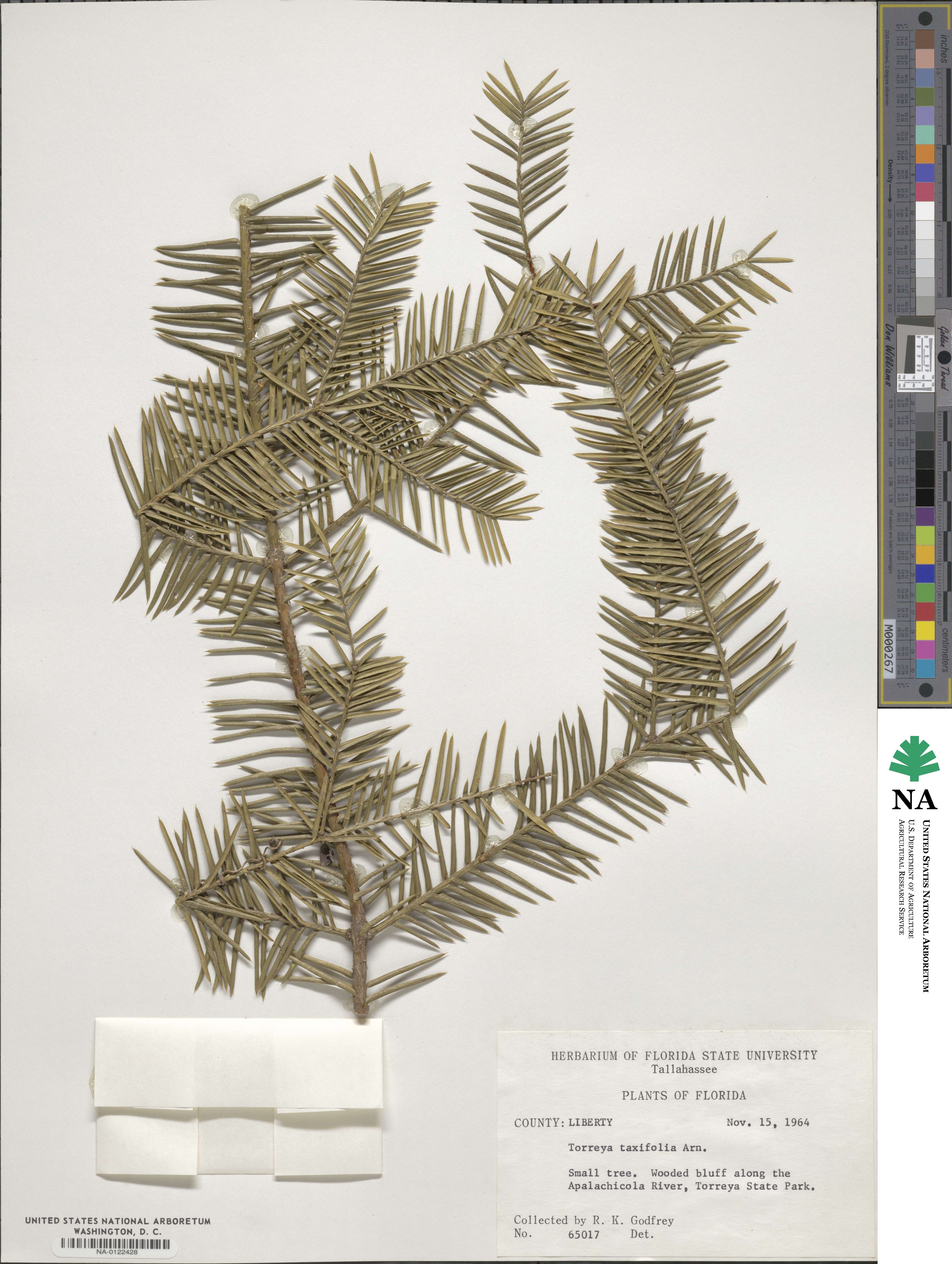 Torreya image