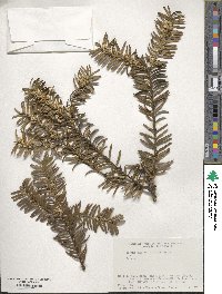 Torreya nucifera image