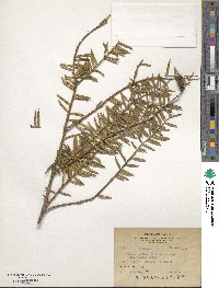 Torreya nucifera image