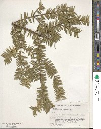 Torreya nucifera image